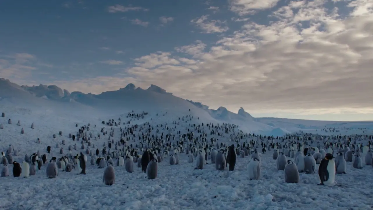 Les Secrets des Animaux des Glaces backdrop