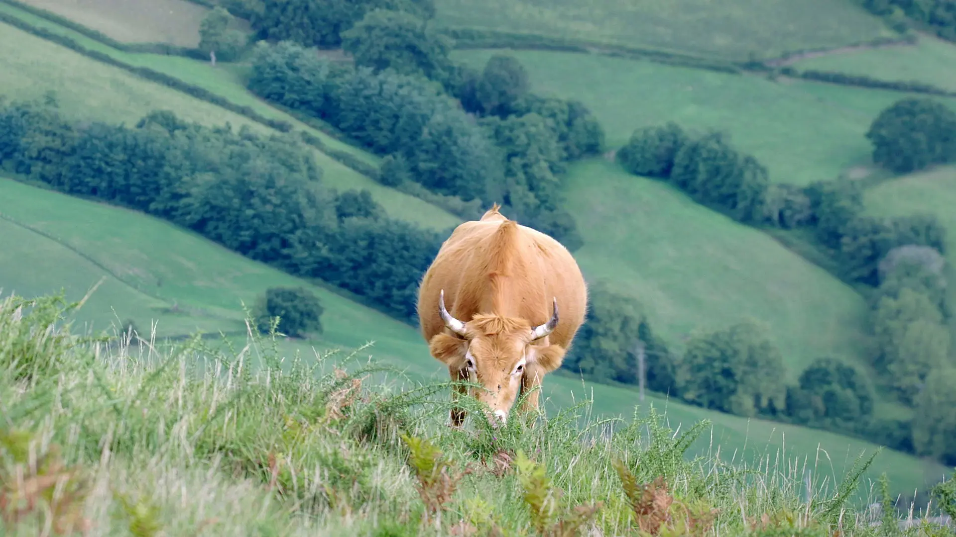 Moo! The Epic Horns backdrop